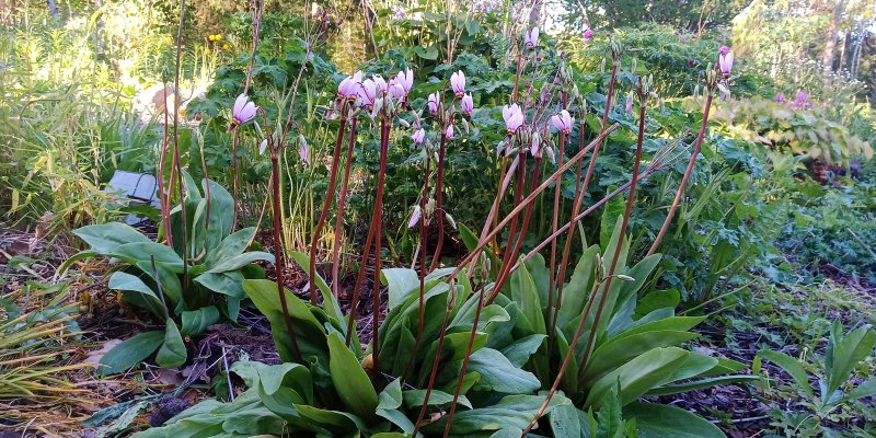 Dodecatheon meadia Додекатеон­